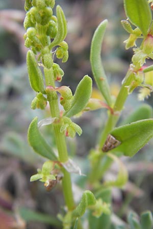 Rumex bucephalophorus subsp. gallicus \ Stierkopf-Ampfer / Horned Dock, Mallorca/Majorca Ca'n Picafort 30.4.2011