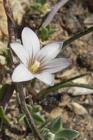 Romulea columnae \ Colonnas Scheinkrokus / Colonna's Sand Crocus, Mallorca/Majorca Cala Mondrago 5.4.2012