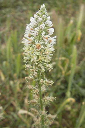 Reseda alba \ Weie Resede / White Mignonette, Mallorca/Majorca Ca'n Picafort 30.4.2011