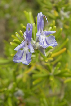 Salvia rosmarinus \ Rosmarin, Mallorca Andratx 26.4.2011