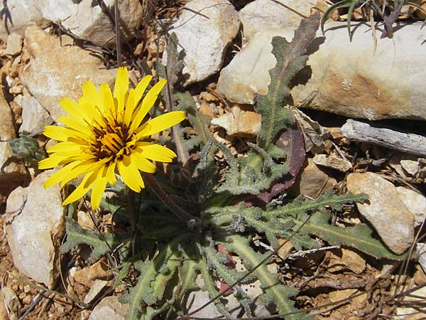 Reichardia tingitana \ Tanger-Reichardie / False Sowthistle, Mallorca/Majorca Port de Andratx 9.4.2012