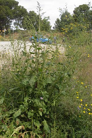 Rumex conglomeratus \ Knuelbltiger Ampfer / Whorled Dock, Mallorca/Majorca Sant Elm 29.4.2011