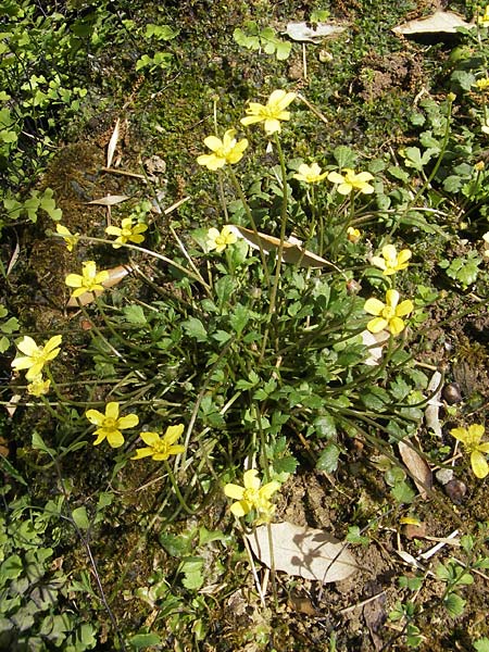 Ranunculus weyleri \ Weylers Hahnenfu / Weyler's Buttercup, Mallorca/Majorca Soller Botan. Gar. 23.4.2011