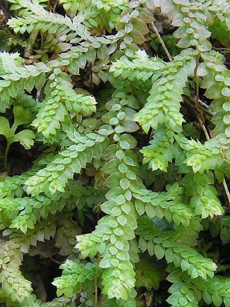 Selaginella denticulata \ Gezhnter Moosfarn / Tooth-Leaved Clubmoss, Mallorca/Majorca Torrent de Pareis 27.4.2011