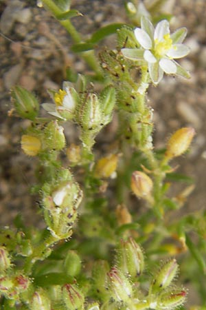 Minuartia geniculata \ Gekniete Miere, Mallorca Ca'n Picafort 30.4.2011