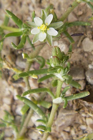 Minuartia geniculata \ Gekniete Miere / Woody Sandwort, Mallorca/Majorca Ca'n Picafort 30.4.2011