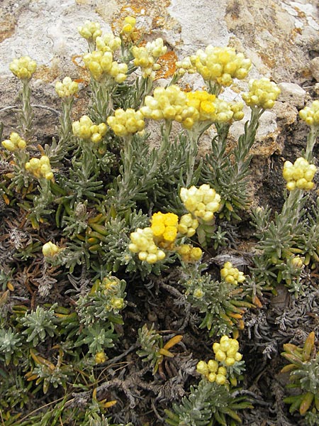 Helichrysum stoechas \ Wohlriechende Strohblume / Shrubby Everlasting Daisy, Everlastung Sungold, Mallorca/Majorca S'Arenal 25.4.2011