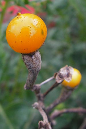 Solanum bonariense \ Argentinischer Nachtschatten / Argentinian Nightshade, Mallorca/Majorca Port de Andratx 5.4.2012