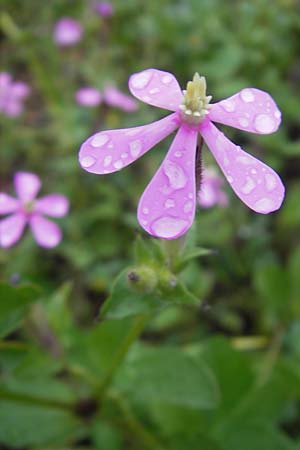 Silene cambessedesii / Cambessedes' Campion, Majorca Soller Botan. Gar. 4.4.2012