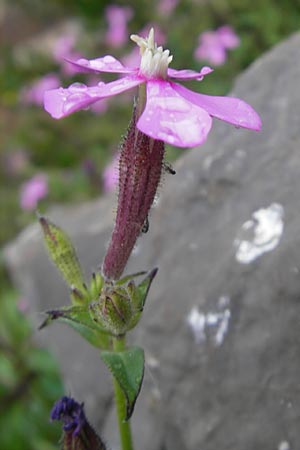 Silene cambessedesii \ Cambessedes' Leimkraut / Cambessedes' Campion, Mallorca/Majorca Soller Botan. Gar. 4.4.2012