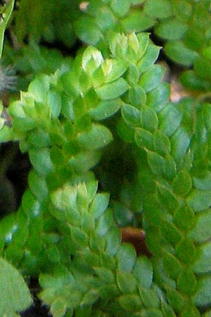 Selaginella denticulata \ Gezhnter Moosfarn, Mallorca Torrent de Pareis 27.4.2011