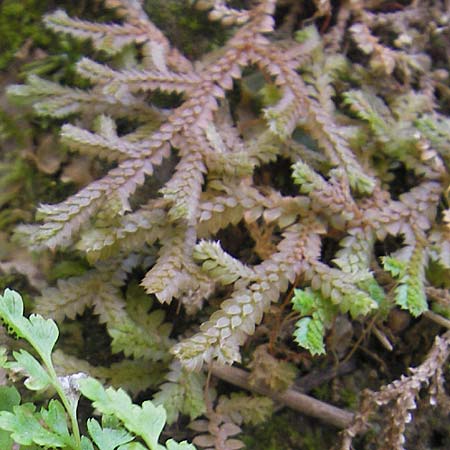 Selaginella denticulata \ Gezhnter Moosfarn / Tooth-Leaved Clubmoss, Mallorca/Majorca Torrent de Pareis 27.4.2011