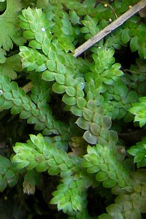 Selaginella denticulata \ Gezhnter Moosfarn, Mallorca Torrent de Pareis 27.4.2011