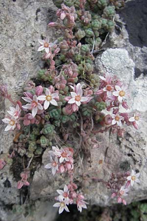 Sedum dasyphyllum \ Dickblttriger Mauerpfeffer / Corsian Stonecrop, Mallorca/Majorca Fornalutx 27.4.2011