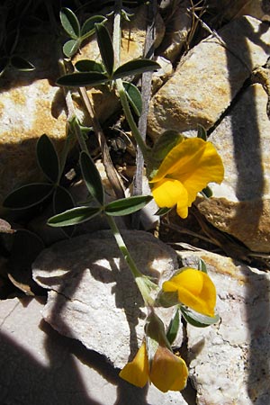 Argyrolobium zanonii \ Silberklee, Silberhlse, Mallorca Pollensa 11.4.2012