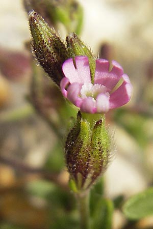 Silene sclerocarpa \ Hartfrchtiges Leimkraut / Hardfruit Catchfly, Mallorca/Majorca Ca'n Picafort 30.4.2011