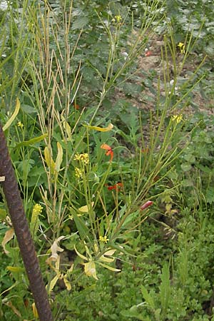 Sisymbrium irio \ Glanz-Rauke / London Rocket, Mallorca/Majorca Port de Andratx 3.4.2012