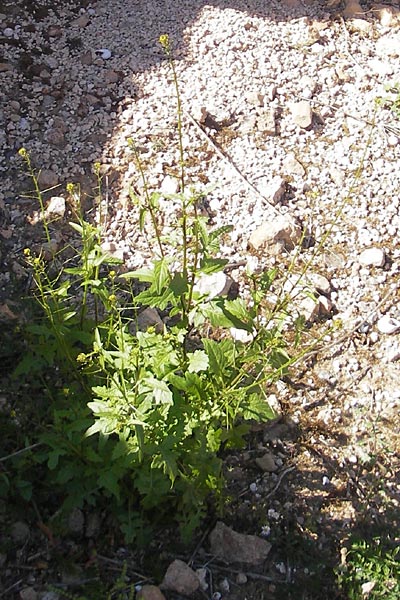 Sisymbrium irio \ Glanz-Rauke / London Rocket, Mallorca/Majorca Cala Pi 8.4.2012