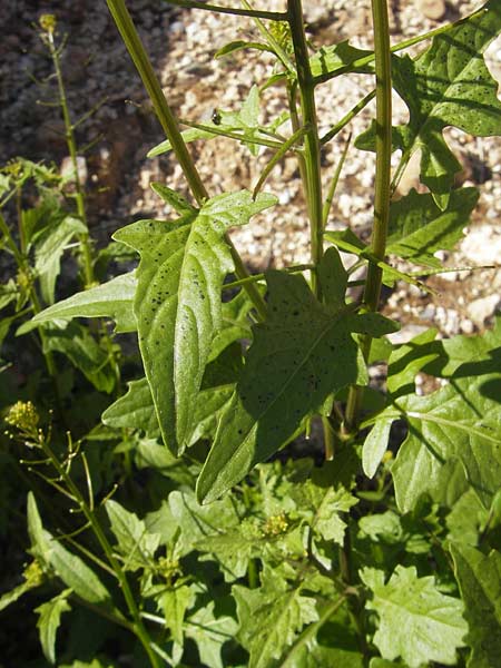 Sisymbrium irio \ Glanz-Rauke, Mallorca Cala Pi 8.4.2012