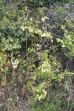 Smyrnium olusatrum \ Gespenst-Gelbdolde, Pferde-Eppich / Alexanders, Mallorca/Majorca Galilea 26.4.2011