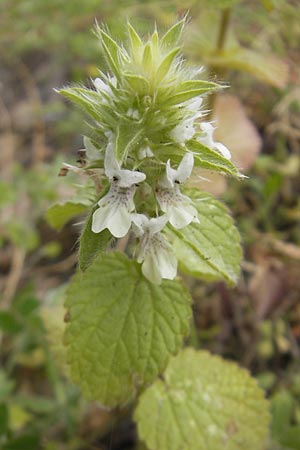 Stachys ocymastrum \ Basilikum-Ziest / Hairy Woundwort, Mallorca/Majorca Banyalbufar 23.4.2011