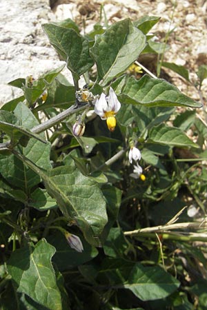 Solanum nigrum \ Schwarzer Nachtschatten / Black Nightshade, Mallorca/Majorca Sant Elm 29.4.2011