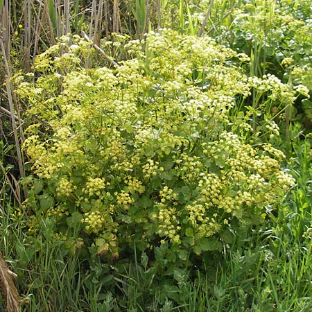 Smyrnium olusatrum \ Gespenst-Gelbdolde, Pferde-Eppich, Mallorca Port de Andratx 3.4.2012