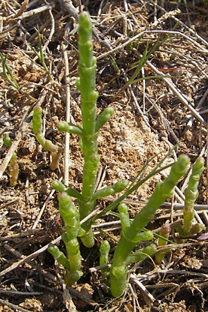 Salicornia europaea \ Europischer Queller, Mallorca Cala Mondrago 5.4.2012