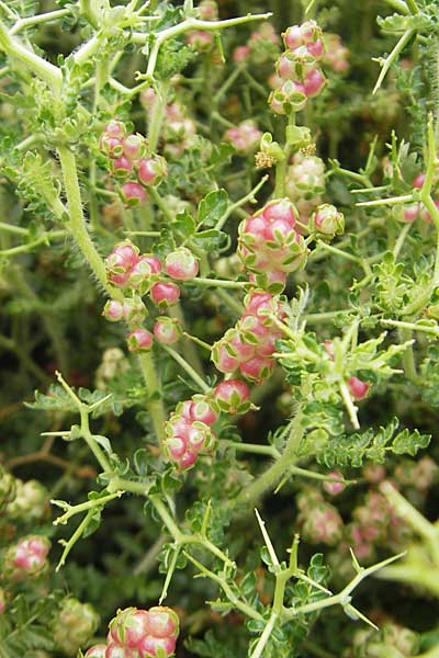 Sarcopoterium spinosum / Thorny Burnet, Majorca Soller Botan. Gar. 23.4.2011