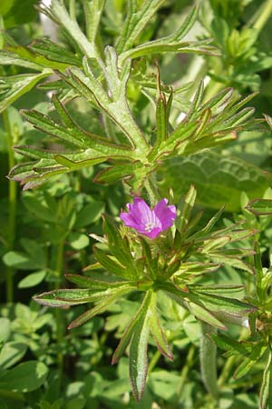 Geranium dissectum / Cut-Leaved Crane's-Bill, Majorca Port de Andratx 3.4.2012