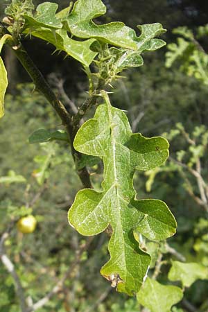 Solanum sodomaeum / Apple of Sodom, Majorca Cala Mondrago 5.4.2012