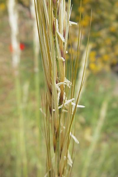 Stipa tenacissima \ Halfa-Gras / Esparto Grass, Mallorca/Majorca Soller Botan. Gar. 23.4.2011