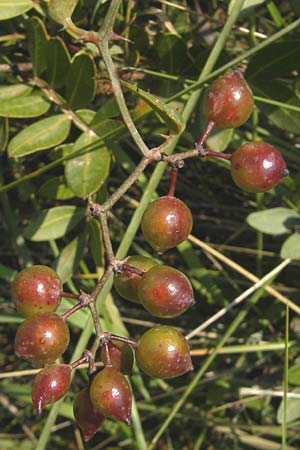 Dioscorea communis / Black Bryony, Majorca Betlem 28.4.2011