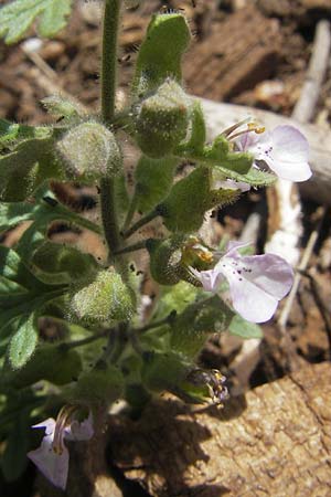 Teucrium botrys \ Trauben-Gamander, Mallorca Sant Elm 29.4.2011