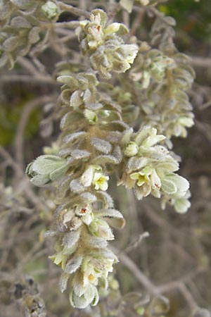 Thymelaea velutina \ Myrtenblttriger Spatzenzunge, Mallorca Punta de n'Amer 25.4.2011