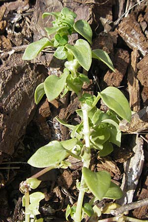 Theligonum cynocrambe \ Hundskohl, Mallorca Sant Elm 29.4.2011