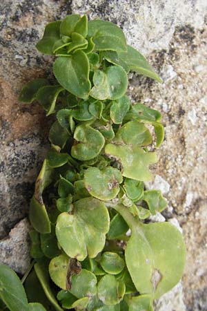 Theligonum cynocrambe \ Hundskohl, Mallorca Ca'n Picafort 30.4.2011