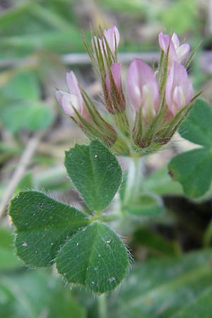 Trifolium stellatum / Starry Clover, Majorca Betlem 28.4.2011