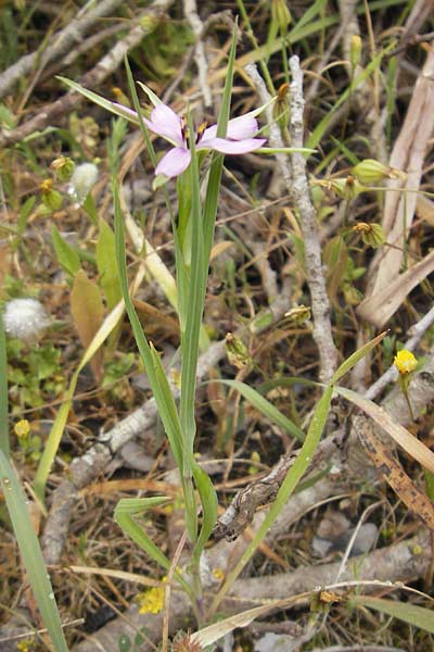 Tragopogon hybridus \ Bastard-Bocksbart, Mallorca Palma 13.4.2012