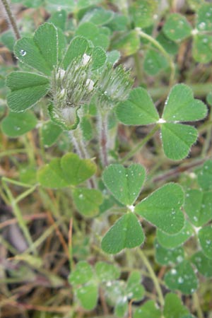 Trifolium stellatum \ Stern-Klee / Starry Clover, Mallorca/Majorca S'Arenal 5.4.2012