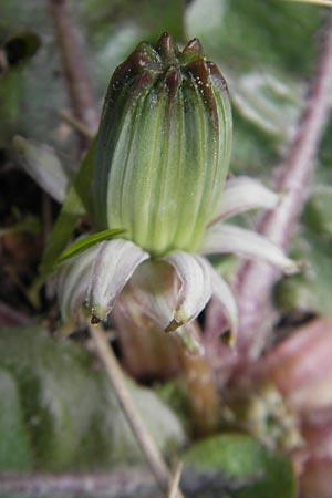 Taraxacum pyropappum / Late Dandelion, Majorca Andratx 3.4.2012