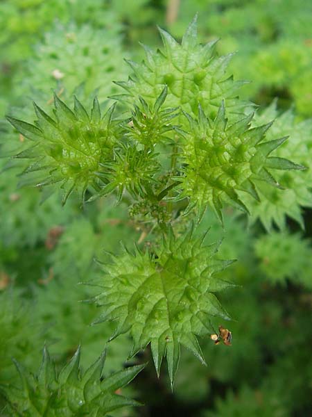 Urtica atrovirens subsp. bianorii \ Mallorca-Brenn-Nessel / Mallorca Stinging Nettle, Mallorca/Majorca Soller Botan. Gar. 23.4.2011