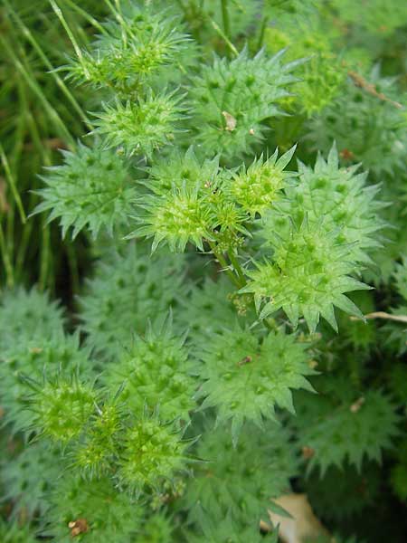 Urtica atrovirens subsp. bianorii \ Mallorca-Brenn-Nessel / Mallorca Stinging Nettle, Mallorca/Majorca Soller Botan. Gar. 23.4.2011