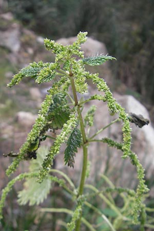 Urtica membranacea \ Geschwnzte Brenn-Nessel / Large-Leaved Nettle, Mallorca/Majorca Andratx 22.4.2011