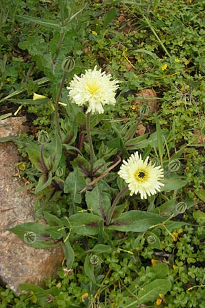 Urospermum dalechampii / Sheep's Beard, Majorca Sa Raixa 6.4.2012