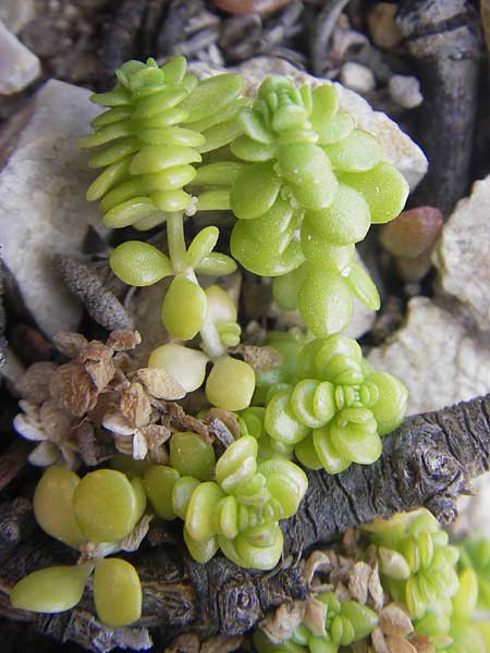 Valantia muralis \ Mauer-Schuttkraut / Wall Valantia, Mallorca/Majorca Cap Formentor 10.4.2012