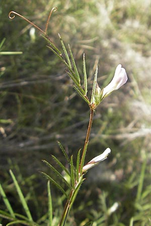 Vicia segetalis ? \ Korn-Wicke, Getreide-Wicke / Narrow-Leaved Common Vetch, Mallorca/Majorca Port de Andratx 9.4.2012