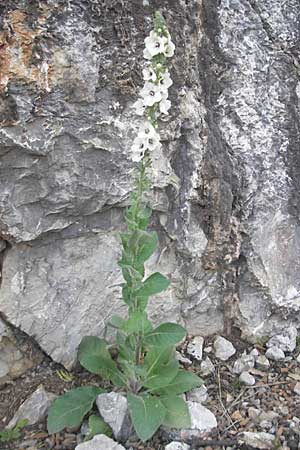 Verbascum boerhavii \ Boerhaaves Knigskerze / Boerhaave's Mullein, Mallorca/Majorca Sa Calobra 27.4.2011