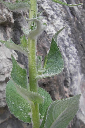 Verbascum boerhavii \ Boerhaaves Knigskerze / Boerhaave's Mullein, Mallorca/Majorca Sa Calobra 27.4.2011