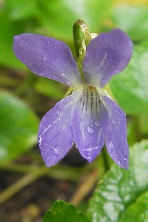 Viola jaubertiana \ Jauberts Veilchen, Mallorca Soller Botan. Gar. 4.4.2012